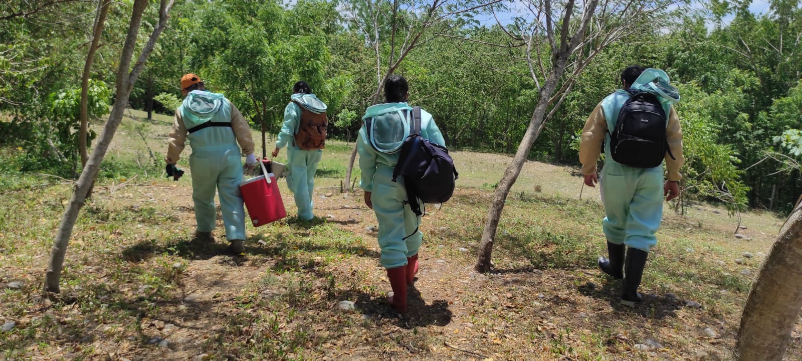 de camino al apiario.jpeg