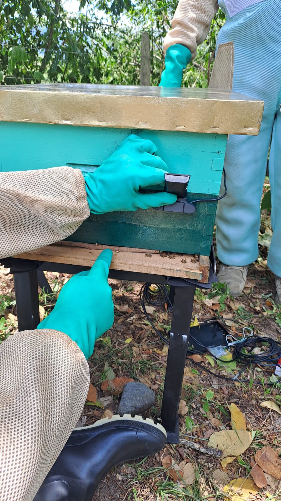 ensamble de iot en colmena camara.jpeg