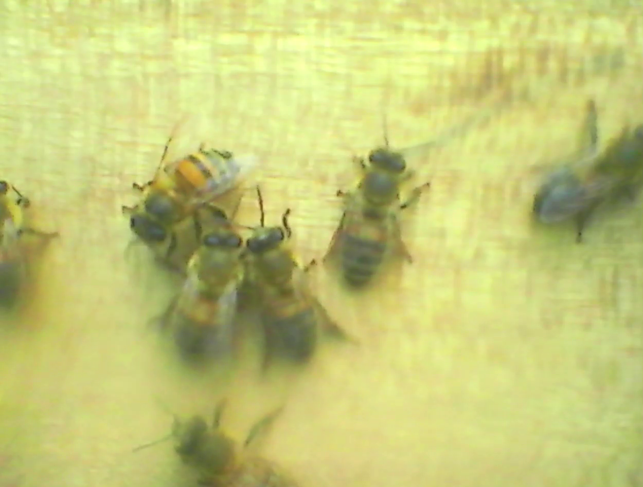 imagen de piquera con nuestro iot (2).png