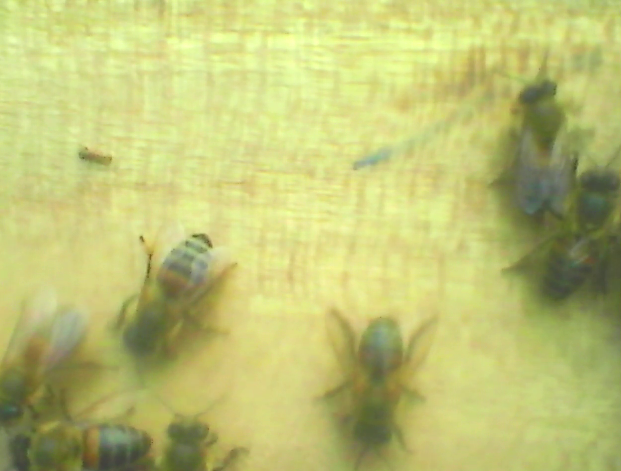 imagen de piquera con nuestro iot (3).png