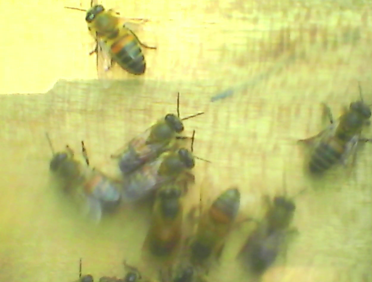 Piquera con sistema IoT instalado en colmena